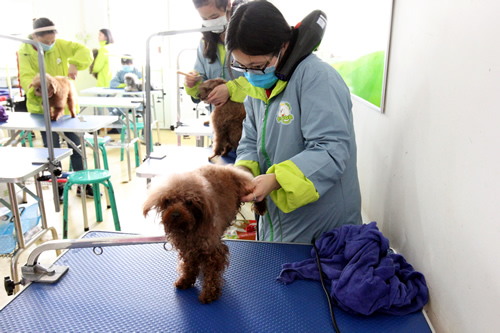 美容班35期2班泰迪犬洗澡實操課