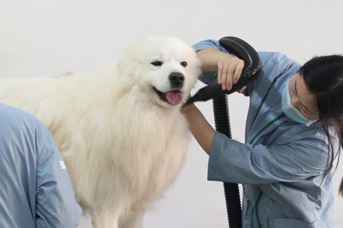 薩摩耶美容造型全過程