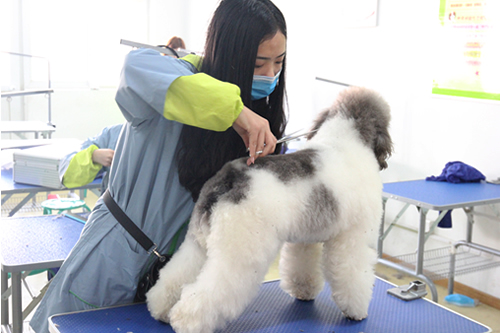 如何快速學(xué)會寵物美容技術(shù)
