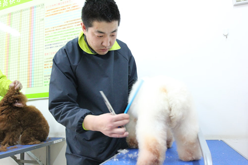 寵物美容班34期1班學員綜合實操課
