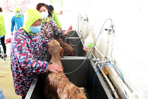 寵物美容35期2班金毛犬洗澡實操