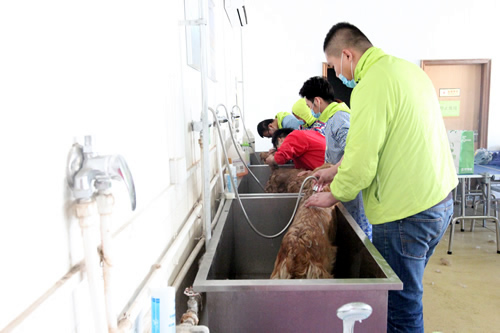 寵物美容35期2班金毛犬洗澡實操