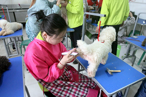 35期寵物美容1班洗澡綜合實操課