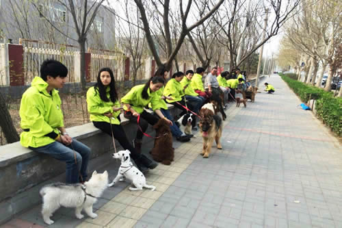 圣寵寵物學校34期訓犬班戶外訓練
