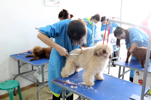 如何選擇正規的寵物美容學校
