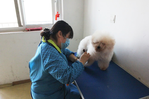 寵物美容學(xué)校35期美容班綜合實(shí)操課