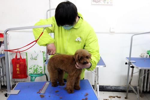 學完寵物美容以后可以開店嗎
