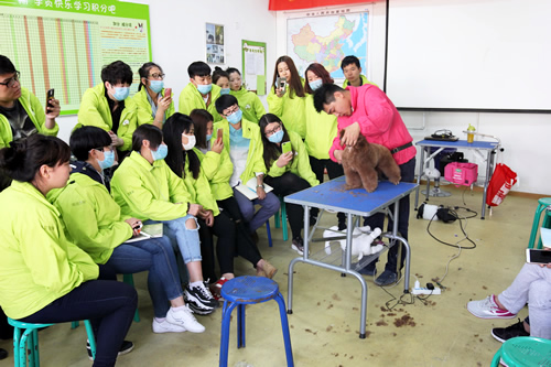 36期綜合美容2班貴賓犬拉姆裝示范課