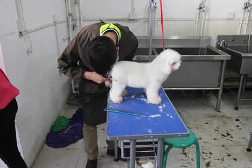35期綜合美容班泰迪犬修剪實操課