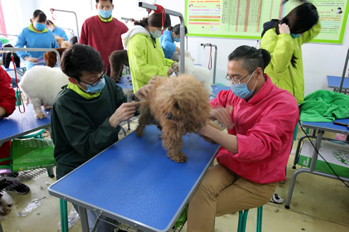 35期綜合美容班泰迪犬修剪實操課
