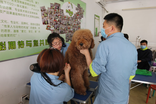 36期英國(guó)貴婦巨貴犬綜合實(shí)操