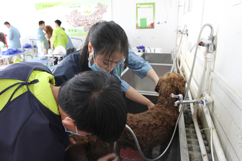 36期英國(guó)貴婦巨貴犬綜合實(shí)操