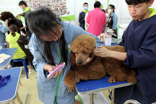 36期英國(guó)貴婦巨貴犬綜合實(shí)操