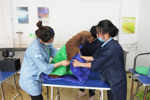 36期英國(guó)貴婦巨貴犬綜合實(shí)操
