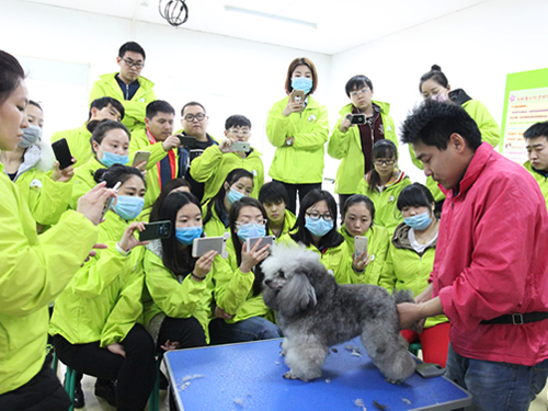 去北京學寵物美容有哪些好處