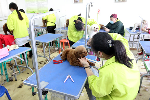 圣寵寵物美容學校36期泰迪犬修剪實操課