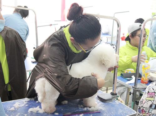 圣寵寵物美容學校36期泰迪犬修剪實操課