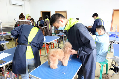 學寵物美容技術去哪個學校好