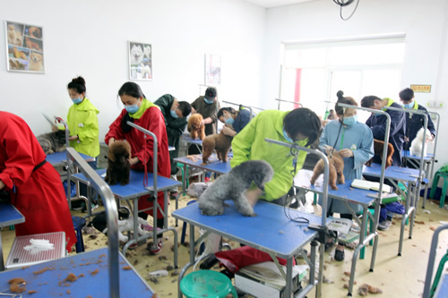 學寵物美容技術去哪個學校好