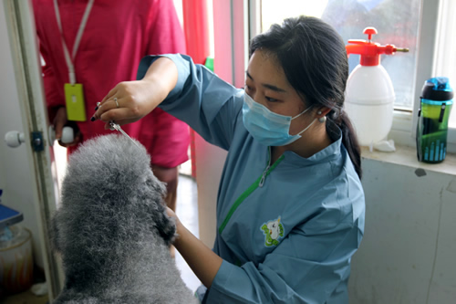 北京專業寵物美容培訓在哪