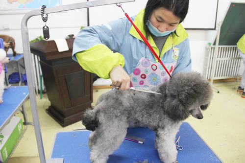 目前學寵物美容有那些優勢