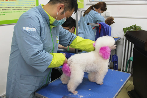目前學寵物美容有那些優勢
