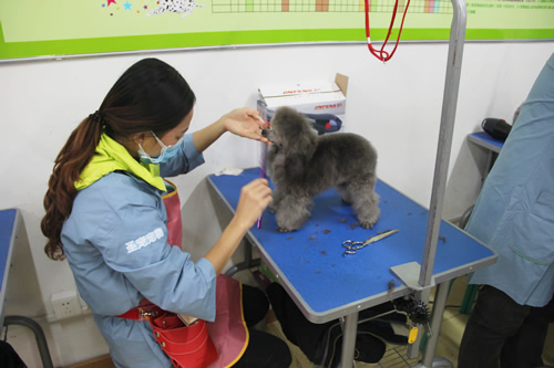 目前學寵物美容有那些優勢