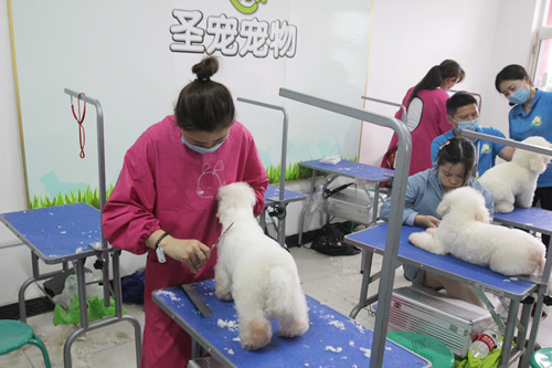 圣寵學(xué)校37期比熊犬美容修剪實(shí)操
