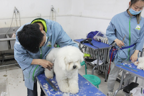 圣寵學(xué)校37期比熊犬美容修剪實(shí)操