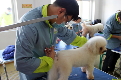 學寵物美容技術能拿高薪嗎