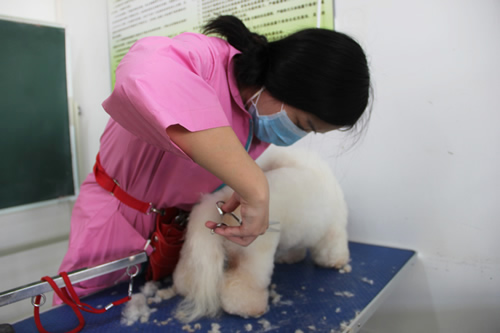學寵物美容技術能拿高薪嗎