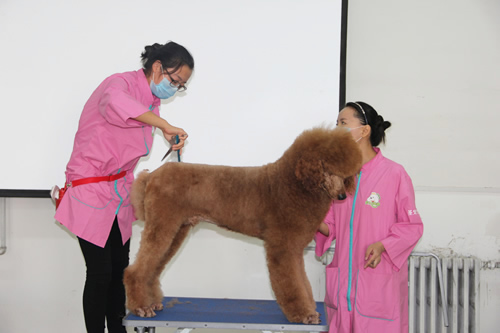學習寵物美容大概需要多長時間