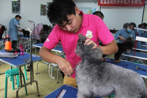 學完寵物美容后創業怎么樣