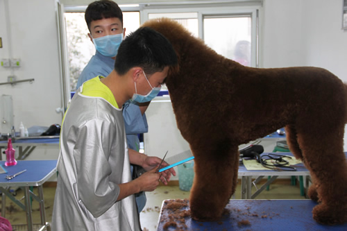 寵物美容的費用都包括什么