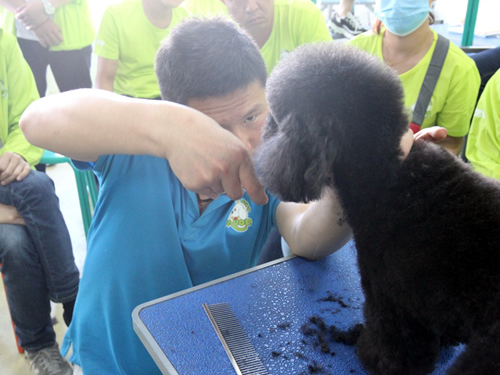 38期寵物美容班泰迪犬修剪示范