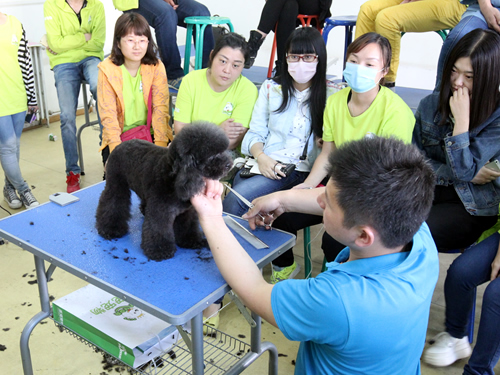 38期寵物美容班泰迪犬修剪示范