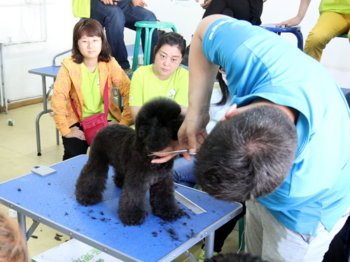 38期寵物美容班泰迪犬修剪示范