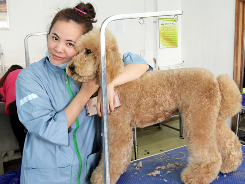 38期寵物美容班巨貴犬美容實(shí)操