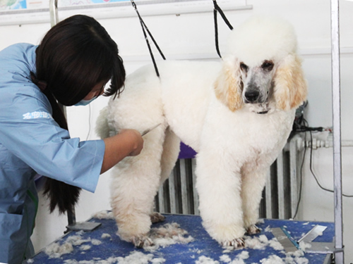 38期寵物美容班巨貴犬美容實(shí)操