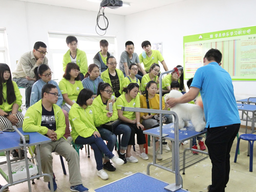 圣寵38期比熊犬美容修剪示范課