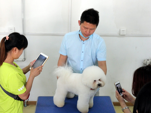 38期美容班比熊犬示范
