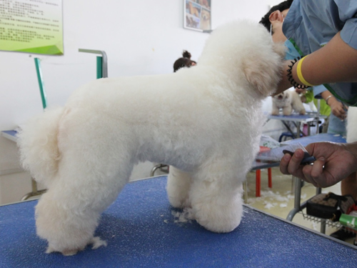 38期美容班比熊犬實操