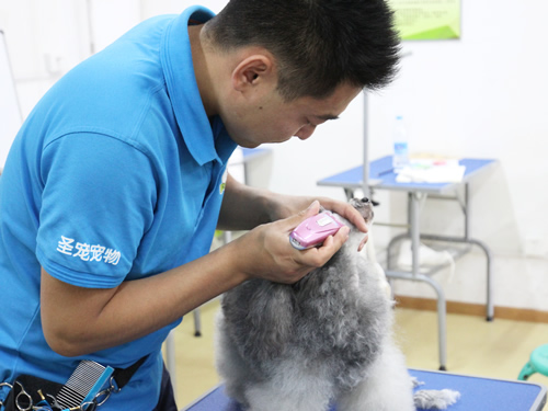 39期1班貴賓犬美容修剪
