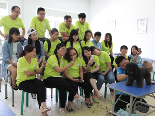 39期寵物美容2班泰迪犬美容修剪