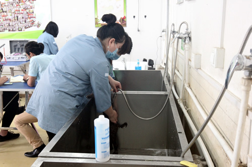 圣寵寵物美容學校實操課