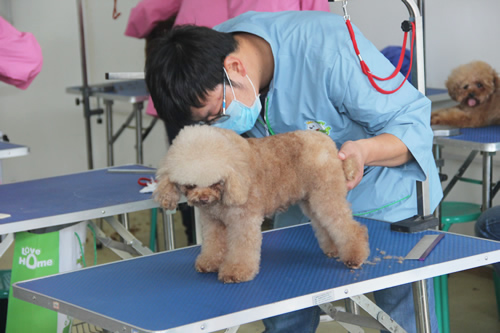 圣寵寵物美容學校