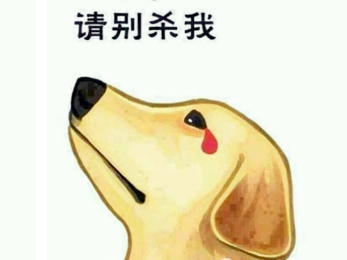 圣寵寵物美容學校分享