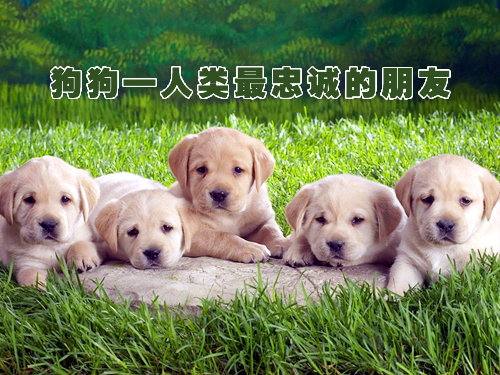 圣寵寵物美容學校分享
