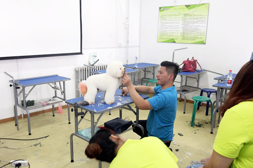 圣寵寵物美容培訓學校示范課