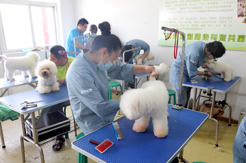圣寵寵物美容學校實操課